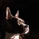 Комфортный домашний досуг с игрой Gates of Olympus