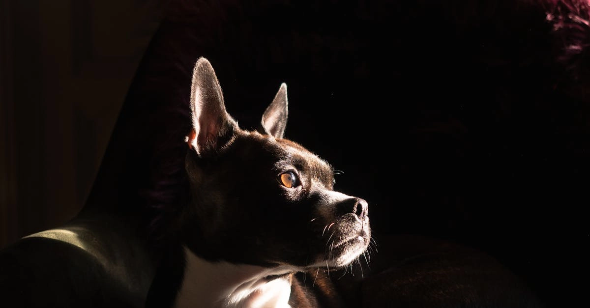 Комфортный домашний досуг с игрой Gates of Olympus