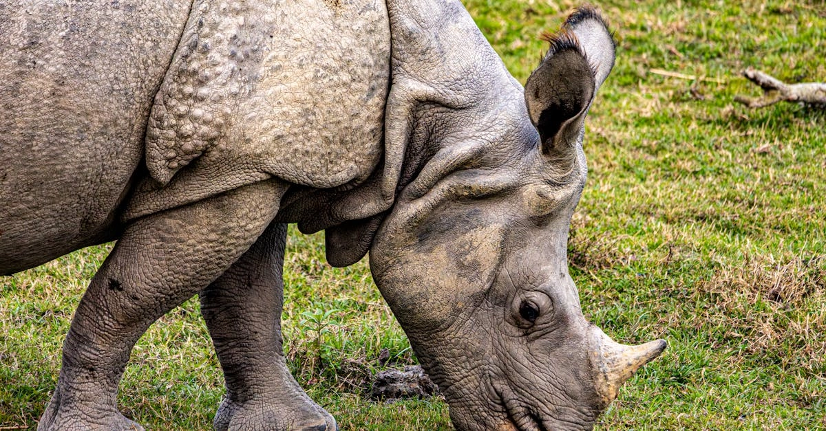 Слот Great Rhino Megaways - комфортное развлечение высокого качества