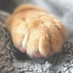 Sweet Bonanza 1000 комфортное развлечение в домашней атмосфере